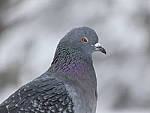 Click to see YP1000560.JPG