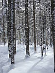 Click to see YP1000586.JPG