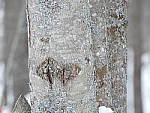 Click to see YP1000672-1200mm-f8.0.JPG