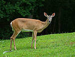 Click to see Y-DP-0017-EDT.JPG