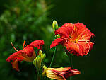 Click to see Y-DP-0022-EDT.JPG