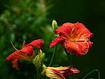 Click to see Y-DP-0022.JPG