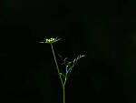 Click to see Y-DP-0023-EDT.JPG