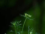 Click to see Y-DP-0024-EDT.JPG