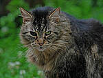 Click to see Y-DP-0025-EDT.JPG