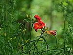 Click to see Y-DP-0029-EDT.JPG