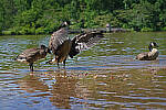 Click to see Y-DP-0051-EDT.JPG