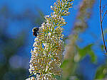 Click to see Y-DP-0062-EDT.JPG