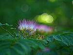 Click to see Y-DP-0067-EDT.JPG