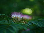 Click to see Y-DP-0067.JPG