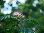 Click to see Y-DP-0068.JPG