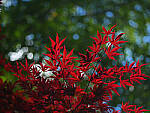 Click to see Y-DP-0083-EDT.JPG