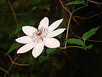 Click to see Y-DP-0089-EDT.JPG