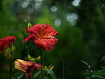 Click to see Y-DP-0092.JPG
