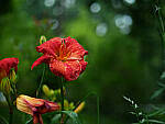 Click to see Y-DP-0093-EDT.JPG
