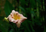 Click to see Y-DP-0100-EDT.JPG