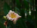 Click to see Y-DP-0100.JPG