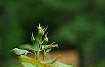 Click to see Y-DP-0101-EDT.JPG