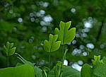 Click to see Y-DP-0107-EDT.JPG