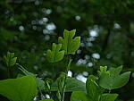 Click to see Y-DP-0107.JPG