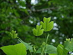 Click to see Y-DP-0111.JPG