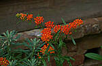 Click to see Y-DP-0159-EDT.JPG