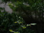 Click to see Y-DP-0225.JPG