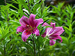 Click to see Y-DP-0254-EDT.JPG
