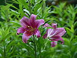 Click to see Y-DP-0254.JPG
