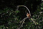 Click to see Y-DP-0287-EDT.JPG
