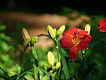 Click to see Y-DP-0298.JPG