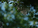 Click to see Y-DP-0317-EDT.JPG