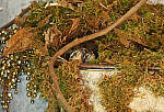 Click to see Y-DP-0335-EDT.JPG