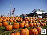 Click to see YP1040805.JPG