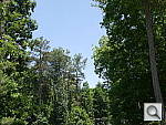 Click to see G6PINE.JPG