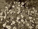 Click to see YP1020023-Crtv-Fltrs-Sepia.JPG