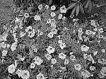 Click to see YP1020024-Crtv-Fltrs-Mono.JPG
