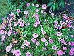 Click to see YP1020030-Crtv-Fltrs-XProcess.JPG