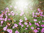 Click to see YP1020039-Crtv-Fltrs-Sunshine.JPG