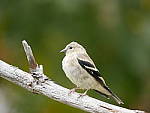 Click to see Y_1010057.JPG