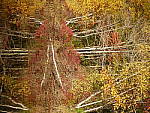 Click to see Y_1010382.JPG