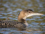 Click to see Y_1010419-MOD.JPG