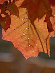 Click to see Y_1010465.JPG