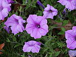 Click to see Y_1020010-ISO-200.JPG