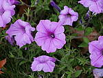 Click to see Y_1020012-ISO-800.JPG