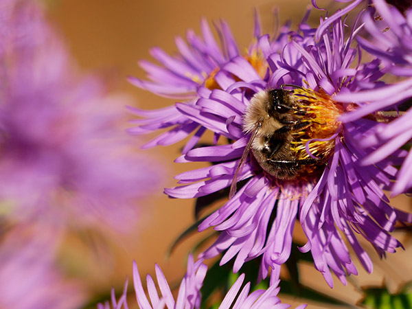Panasonic G85 Review: Field Test -- Gallery Image
