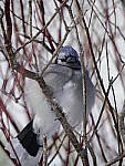 Click to see Y-1050195-AUTOFOCUS.JPG