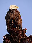 Click to see Y-1050853-ISO-2000.JPG