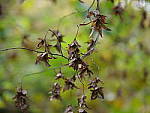 Click to see Y-G9-P1000003.JPG