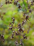Click to see Y-G9-P1000005.JPG